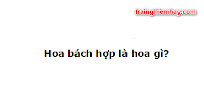 Hoa bách hợp là hoa gì? Ý nghĩa màu hoa bách hợp hay nhất