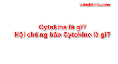 Cytokine là gì? Hội chứng bão Cytokine là gì?