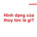 Hình dạng của thủy tức là gì? Thuỷ tức di chuyển bằng cách nào?