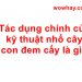 Tác dụng chính của kỹ thuật nhổ cây con đem cấy là gì? Đúng nhất