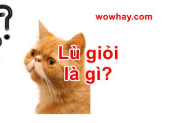 Giải thích Lù giỏi là gì? Không đọc tiếc lắm đấy