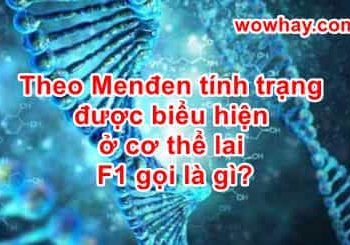 Theo Menđen tính trạng biểu hiện ở cơ thể lai F1 gọi là gì? Đúng nhất