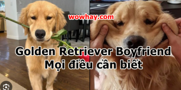 Golden Retriever Boyfriend – Bạn muốn có bạn trai như thế không?