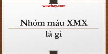 Nhóm máu XMX – Không đơn thuần chỉ là máu hiếm